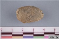 藏品(寶螺)的圖片